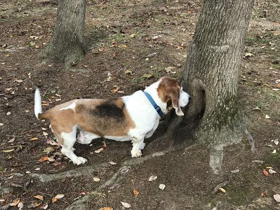 hound dog roscoe