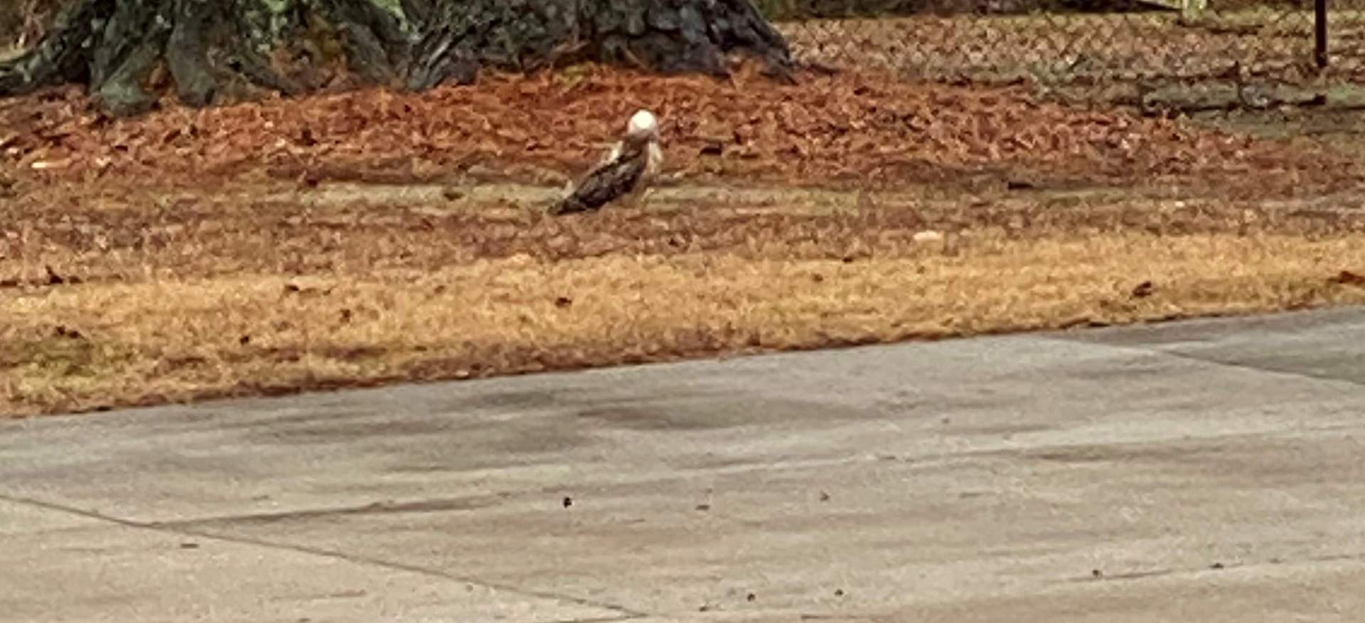 an eagle in our yard