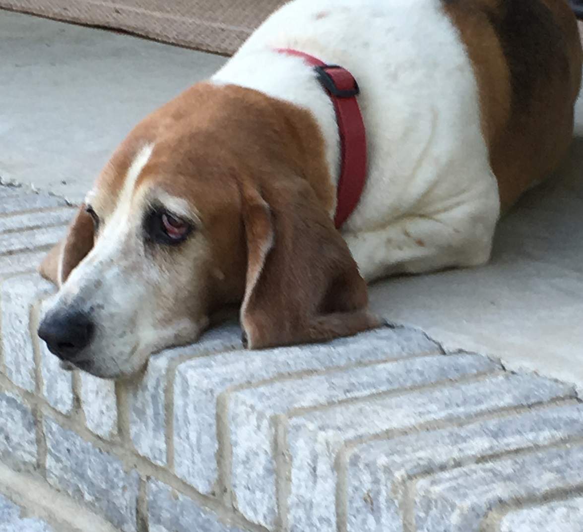 Hound Dog on Porch