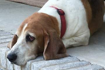 hound dog on porch